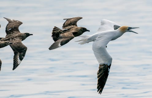 ‘Pirate birds’ force other seabirds to regurgitate fish meals. Their thieving ways could spread lethal avian flu