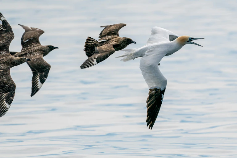 skua gannet chase