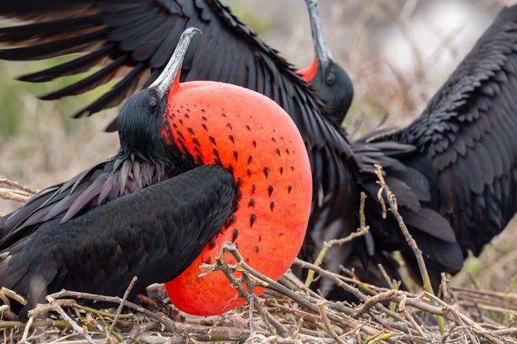 frigatebird on nest