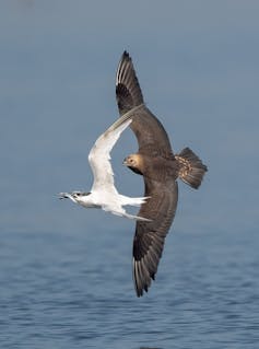 skua chasing tern