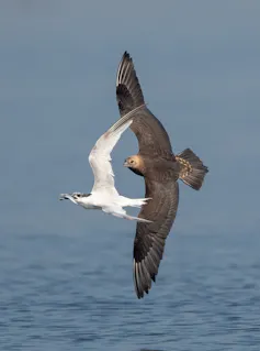 skua chasing tern