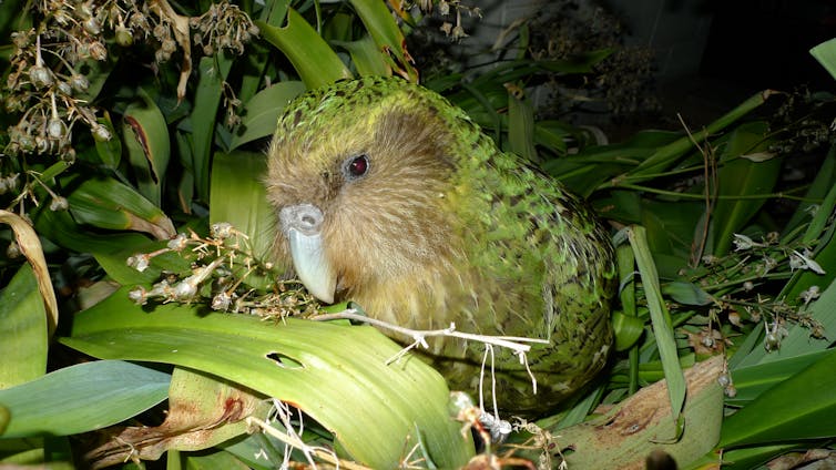 Kakapo Sirocco among renga renga lillies on Maud Island.
