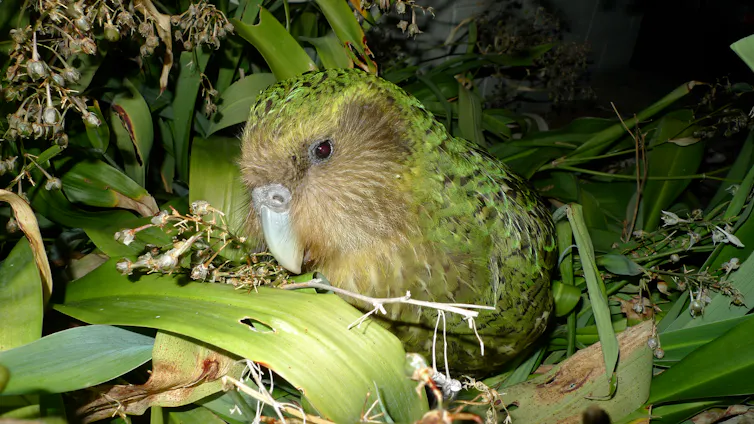 Kakapo Sirocco among renga renga lillies on Maud Island.