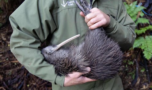 Are kiwi and moa recent immigrants from Australia? Neither fossils nor genetic evidence support the story