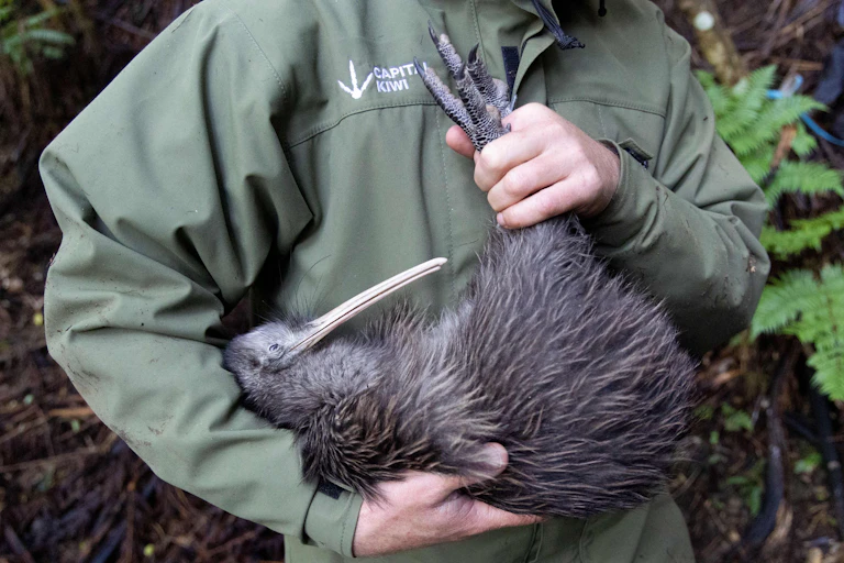 A conservation volunteer holding a female kiwi.