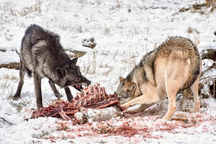 Two tundra wolves feeding on an elk carcass in the snow