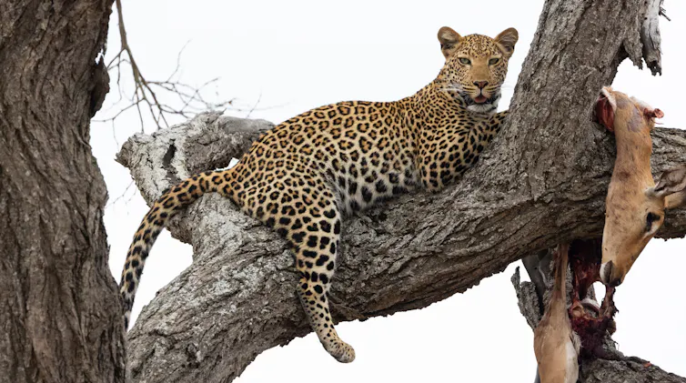 A leopard in a tree with a kill