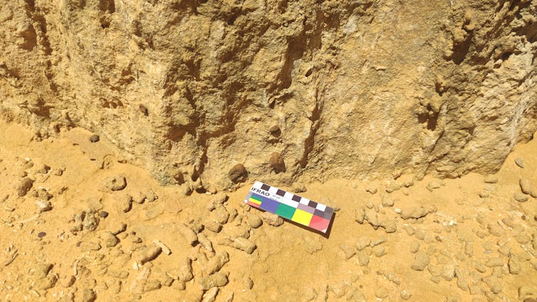 Photo of tiny dark blobs attached to a rocky pillar.