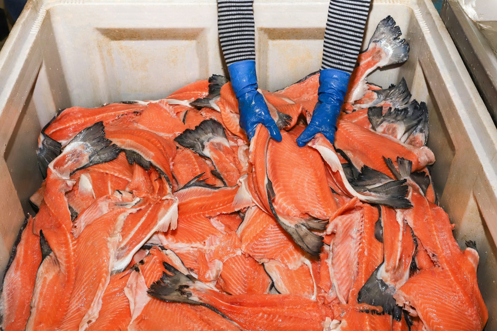 The hands of someone wearing blue rubber gloves handling salmon fillets.
