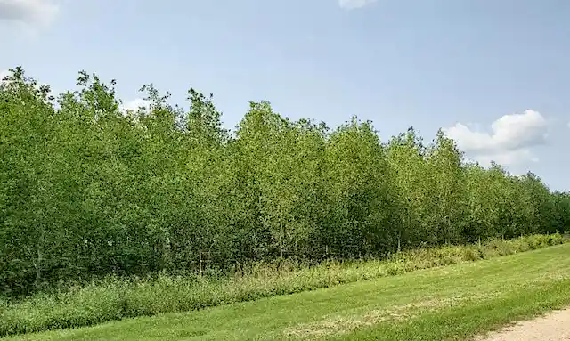 جنگلی از درختان آسپن.