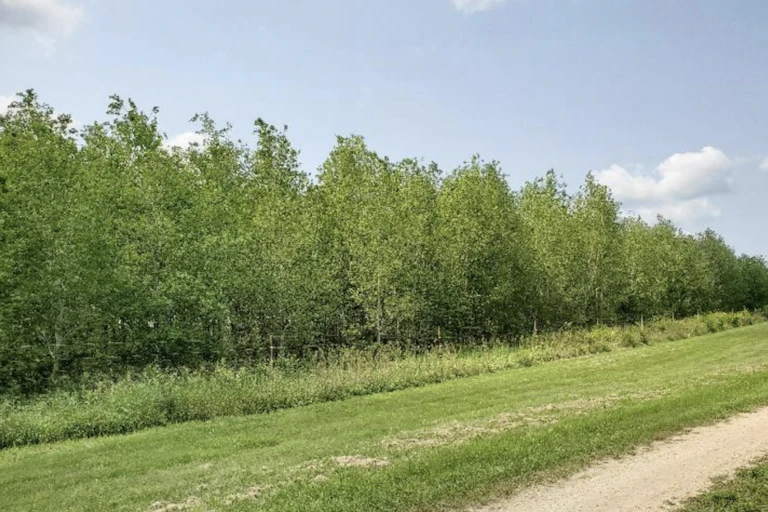 A forest of aspen trees.