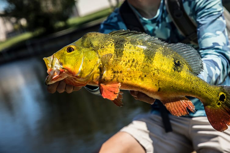 A man holds up a fish.