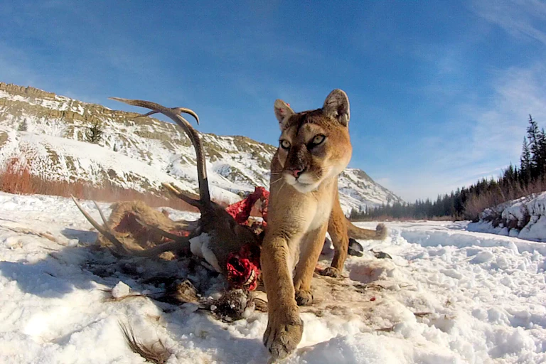 A puma with a carcass in a frozen landscape