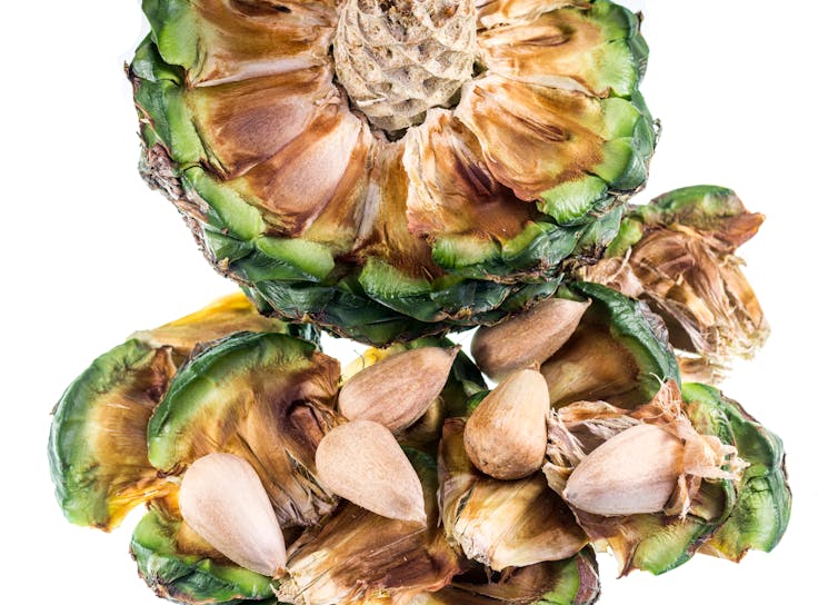 bunya nuts