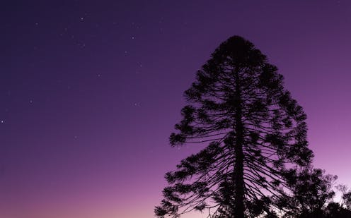 we traced how First Nations groups moved bunya pine and black bean trees