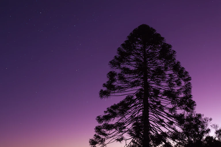 bunya pine dusk