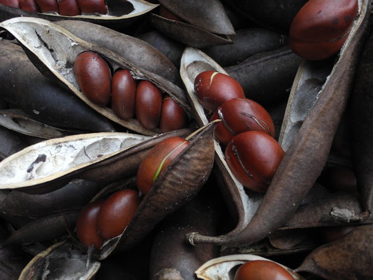 black bean tree seed pods