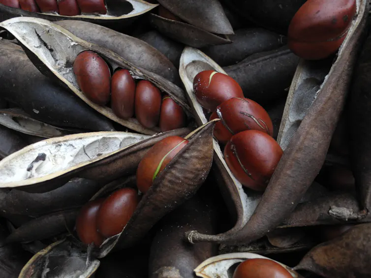 black bean tree seed pods