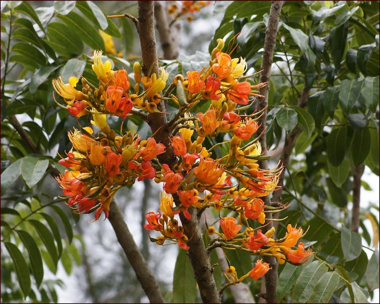 black bean tree flowers
