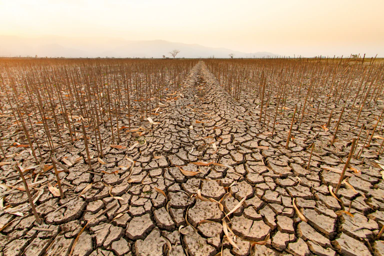 A cracked dry earth with dead crops stretching into the distance.