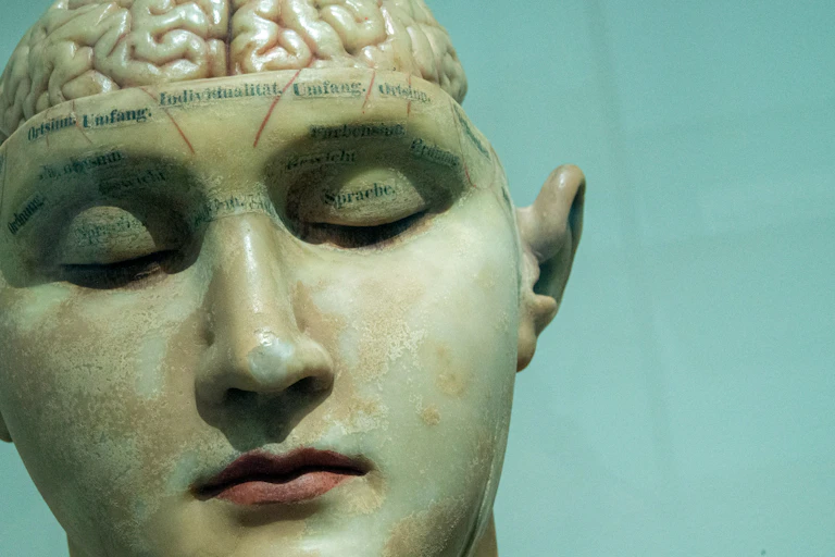 Un modèle d’anatomie humaine