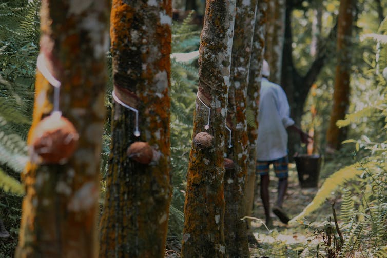 A worker walks a row of rubber trees.