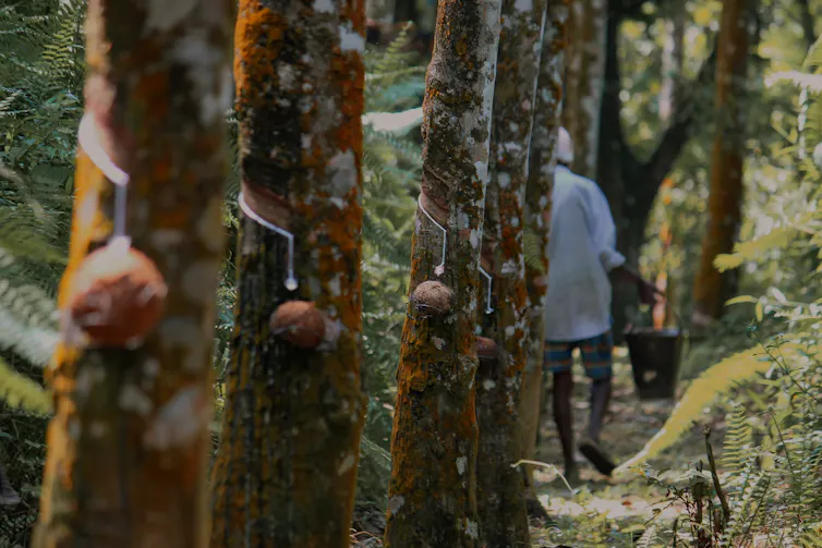 A worker walks a row of rubber trees.