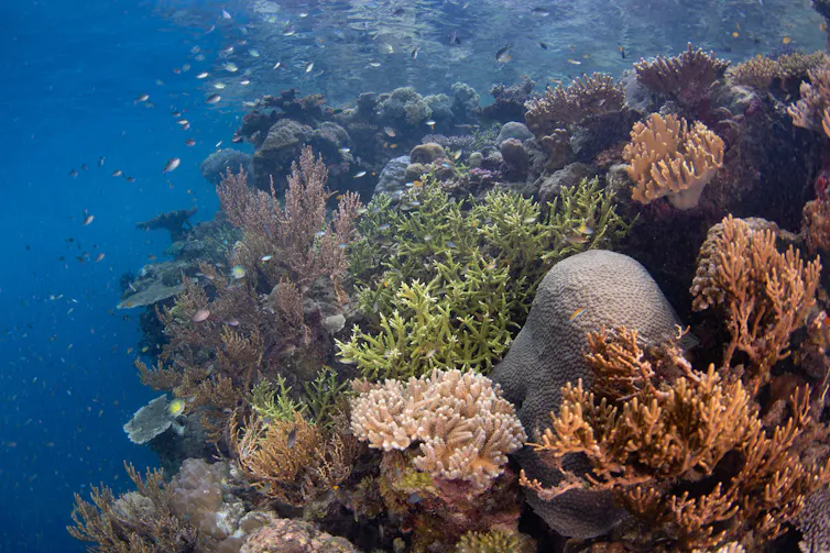 A tropical coral reef.