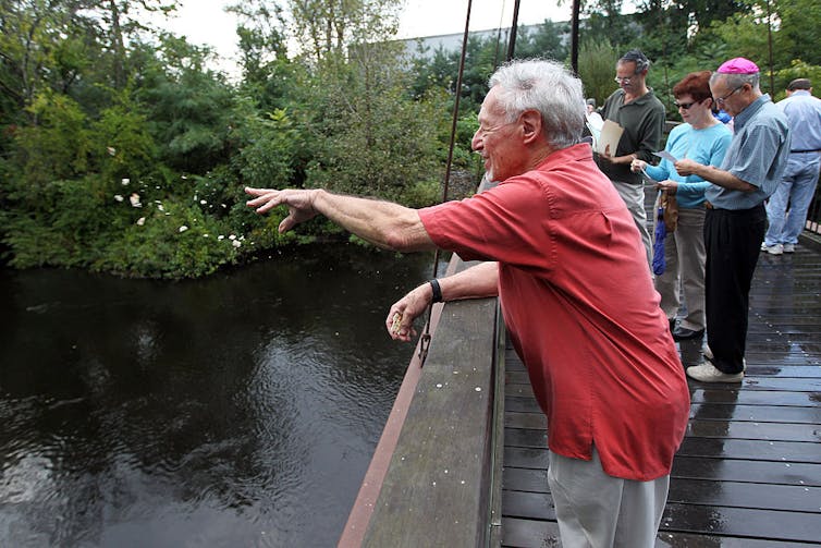 A man with white hair and a red polo shirt throws small white pieces of bread over a wooden bridge into a stream below.