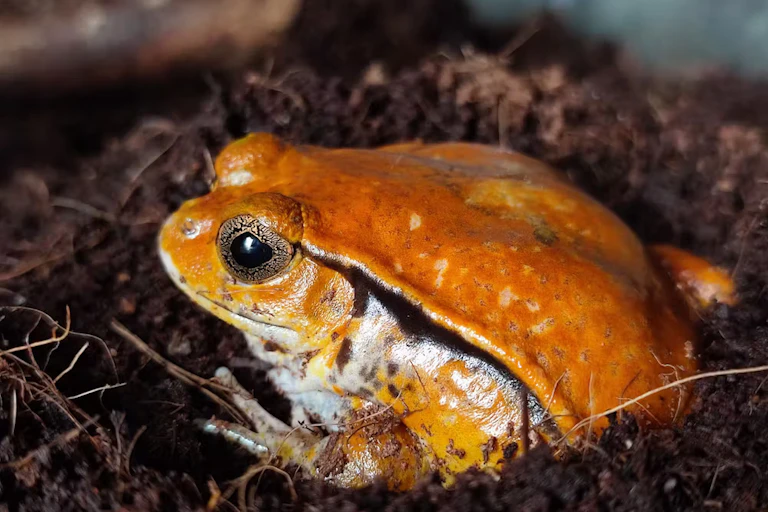 A small, orange frog sits on the grouns