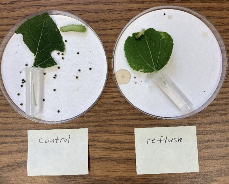 Two petri dishes with a leaf and a caterpillar in each. The leaf on the left has more pieces missing.