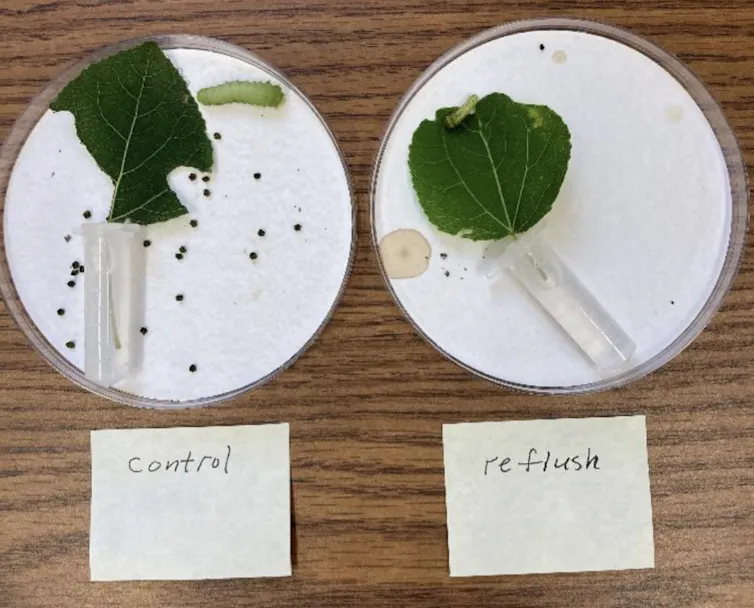 Two petri dishes with a leaf and a caterpillar in each. The leaf on the left has more pieces missing.