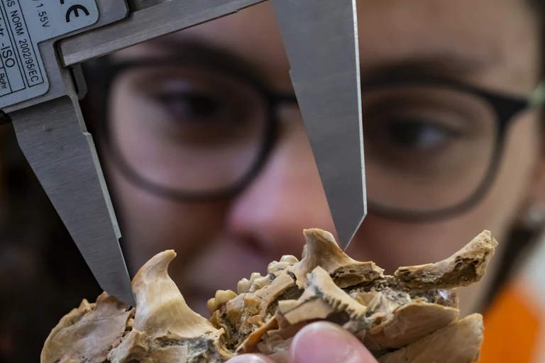 AA young woman wearing black glasses uses calipers to measure the fossilized skull