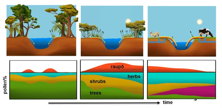 A graphic showing raupō's response to environmental changes during the past millennium (upper panels), informed by pollen analysis of lake sediments (lower panels). In the upper panels, arrows represent flows of nutrients, sediments and contaminants.
