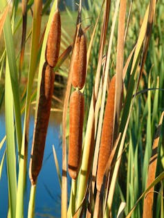 Raupo/Bulrush in wetland Queenstown New Zealand