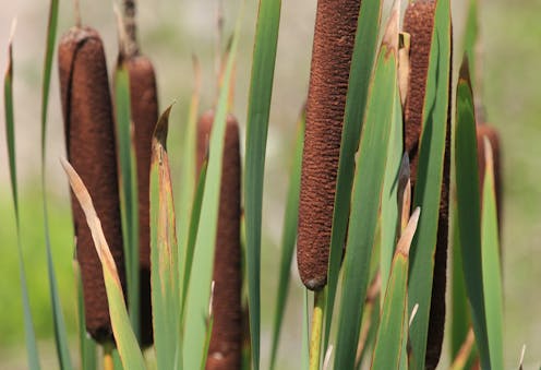 The common raupō once kept NZ’s wetlands and lakes thriving – now it could help restore them