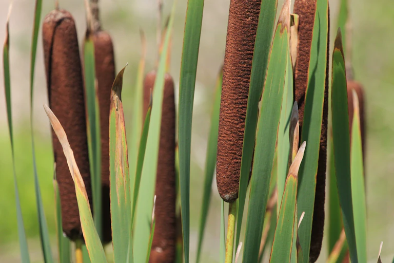 Closeup of wetland bulrush