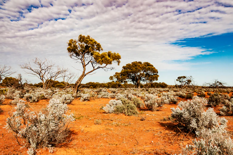 arid plants australia red desert