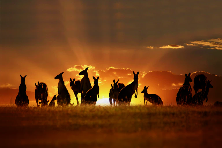 Photo of Kangaroos