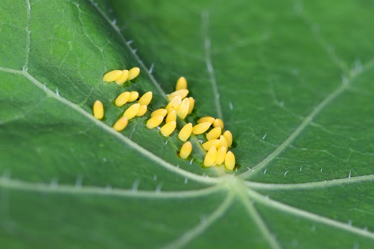 A leaf with tiny yellow eggs on it.