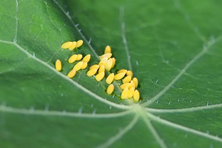 A leaf with tiny yellow eggs on it.