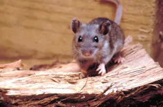 Photo d’une souris Peromyscus maniculatus
