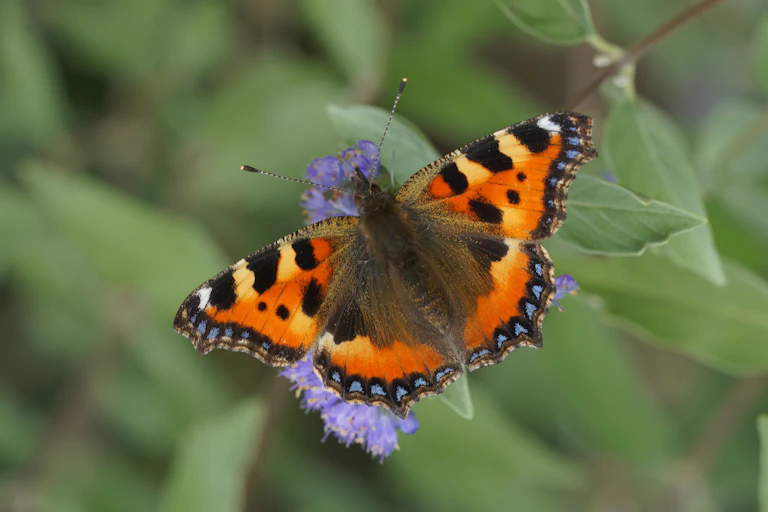 A red and orange butterfly on a purple flower.
