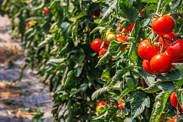 Planta de tomate con frutos