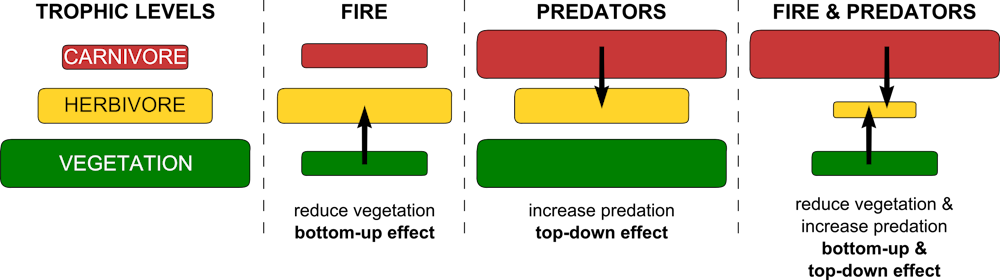 Predators get the advantage when bushfires destroy vegetation Biology Diagrams