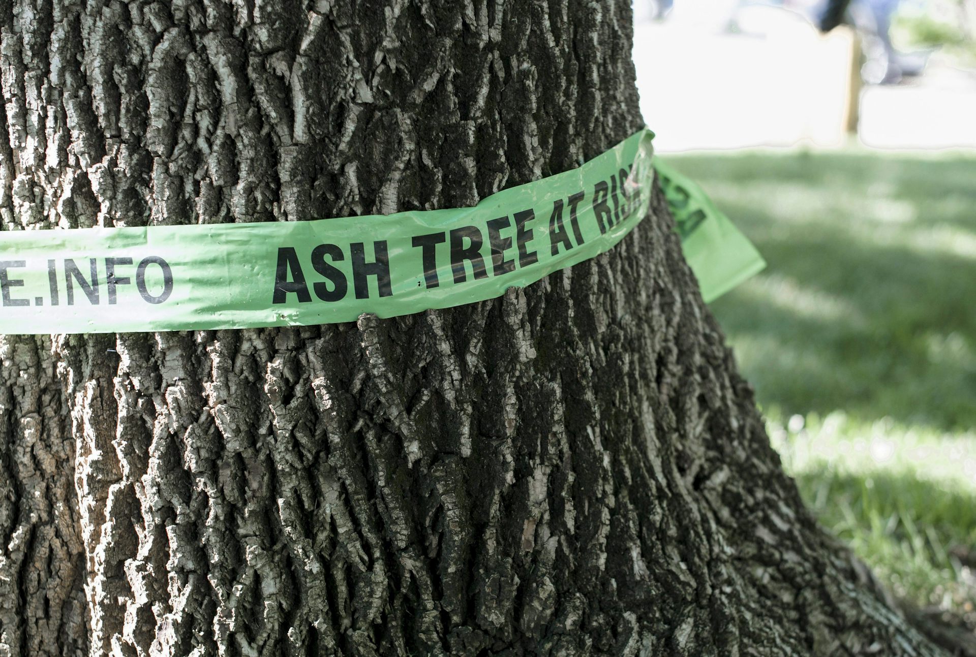 A tree is pictured with a ribbon around its trunk.
