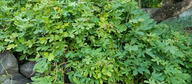 A weed is shown growing into a rock wall.
