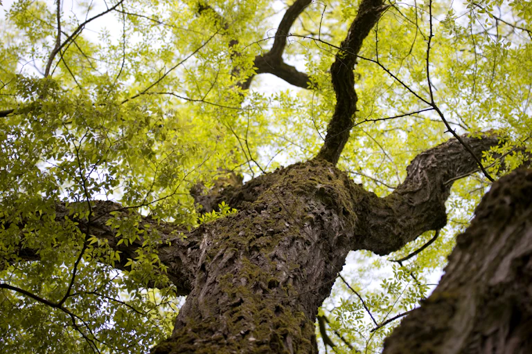 A tree is pictured from the ground.