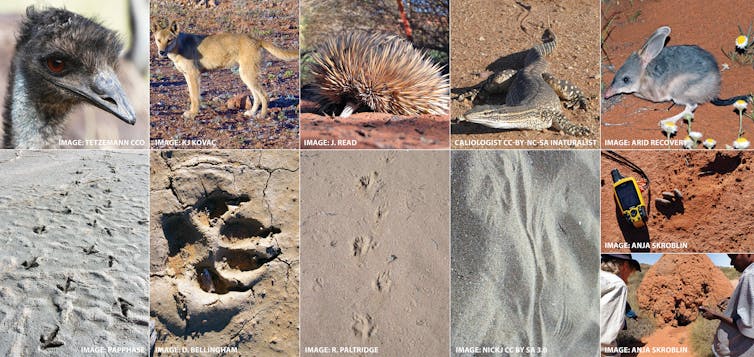 A montage of photos showing emu, dingo, echidna, sand goanna and bilby tracks and scats