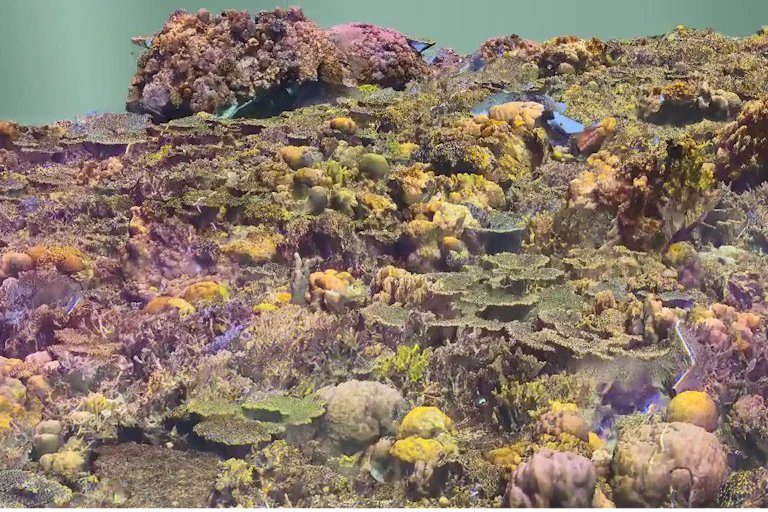 digital image of colourful coral reef